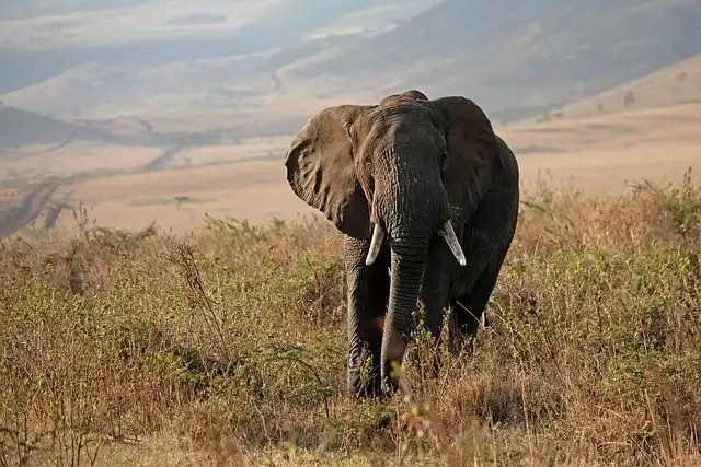 Jane Goodall: Legacy, Conservation, and Animal Empathy